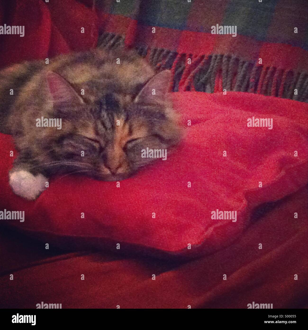 Cat sleeping on sofa Stock Photo Alamy