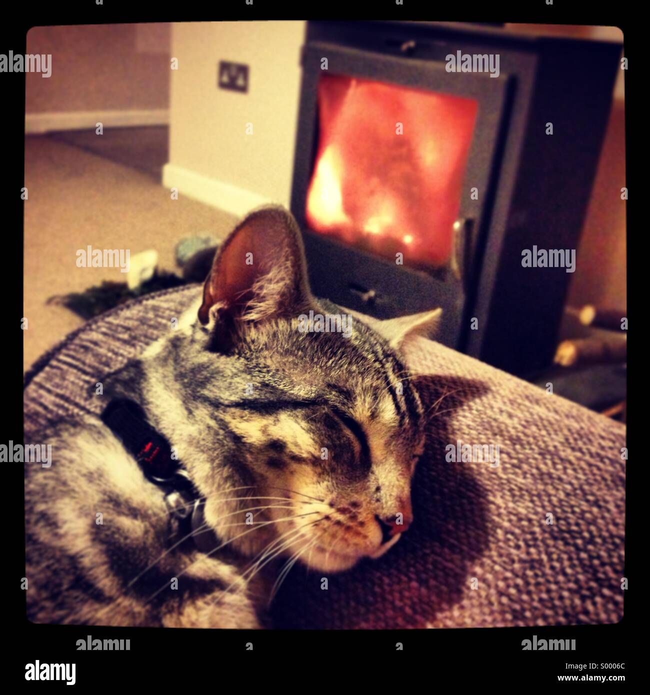 Cat asleep in front of wood burning stove Stock Photo Alamy