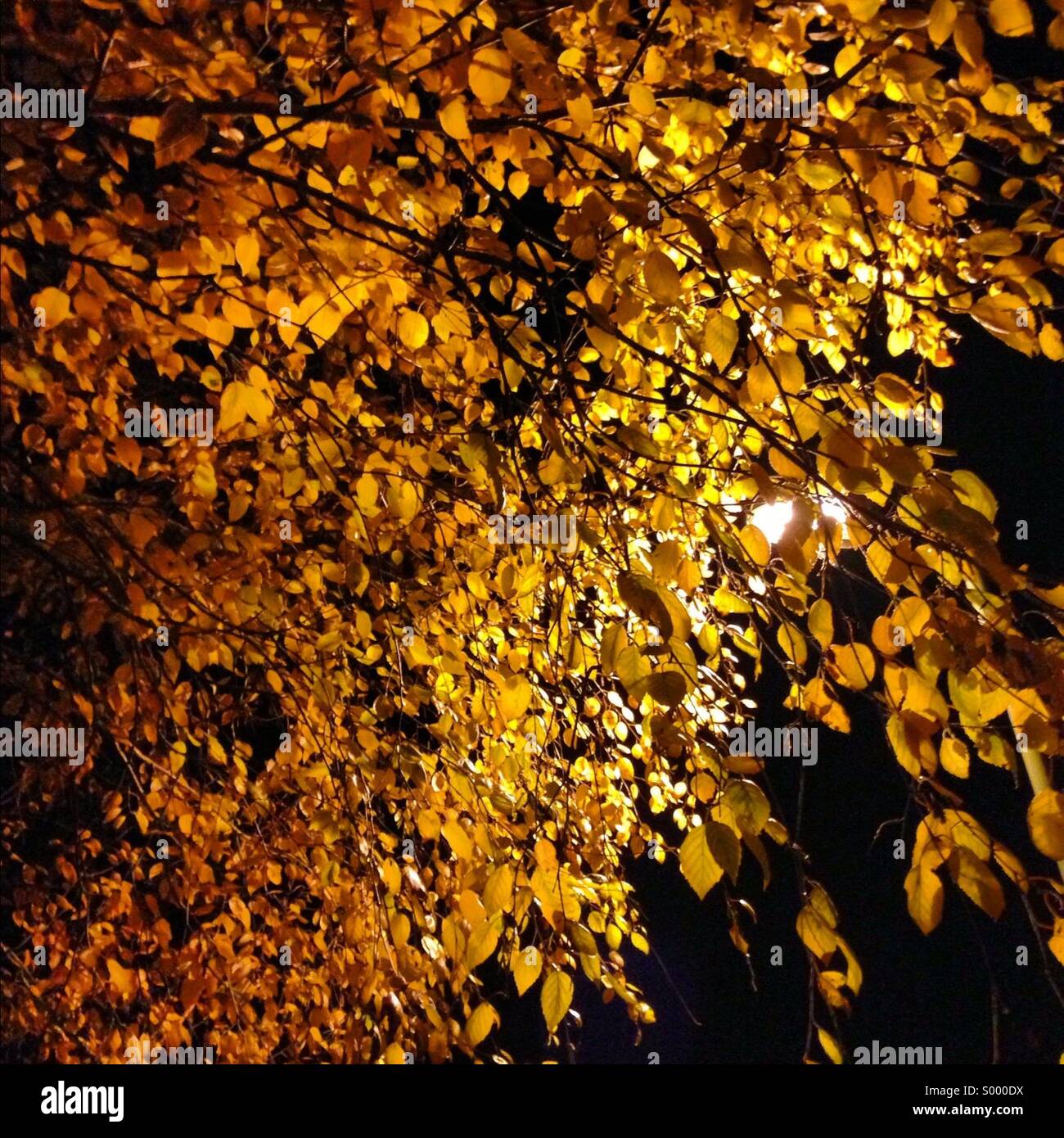 Streetlights and golden yellow leaves - Smartphone Captured Stock Image