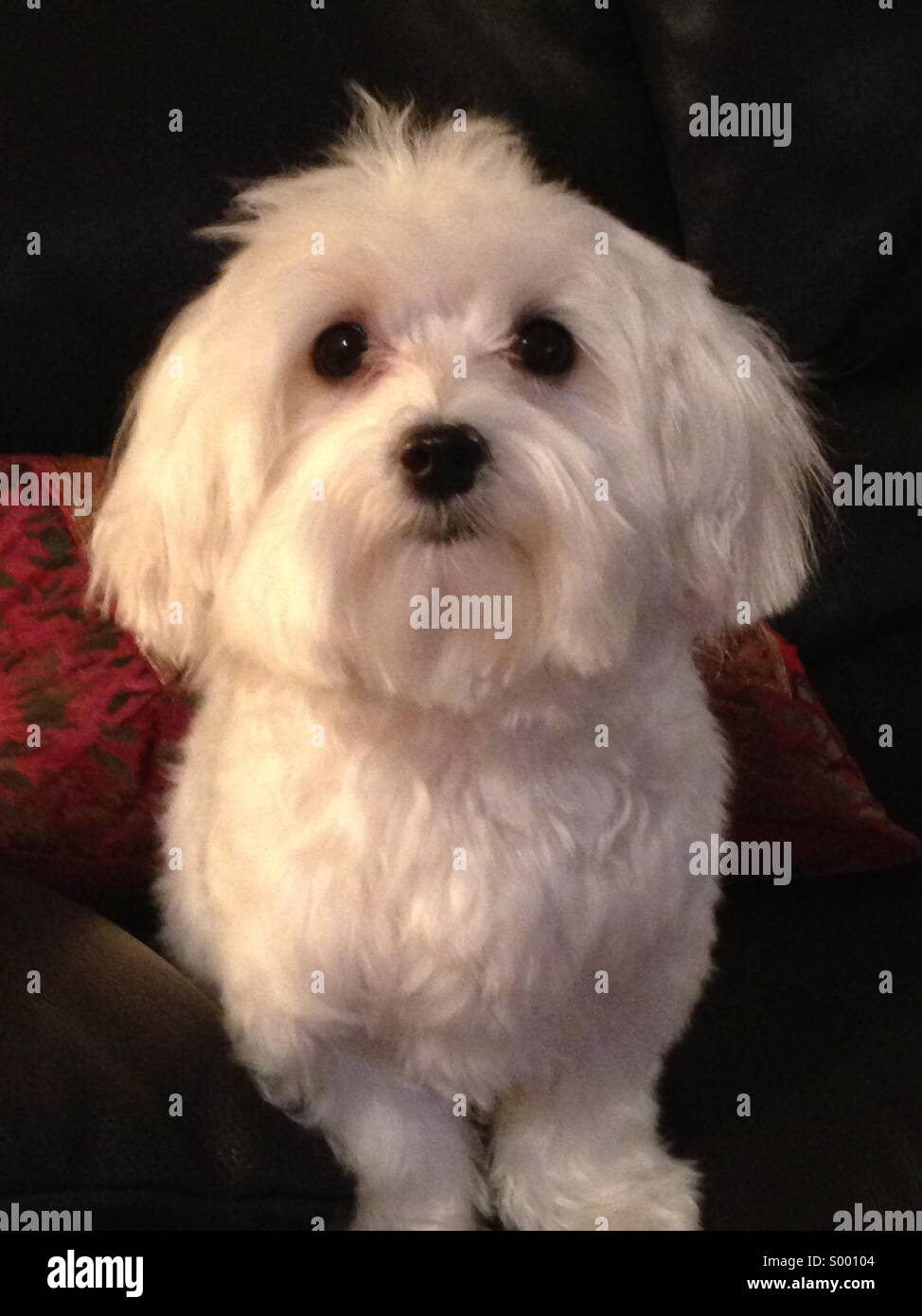 Portrait of a Maltese dog. - Smartphone Captured Stock Image