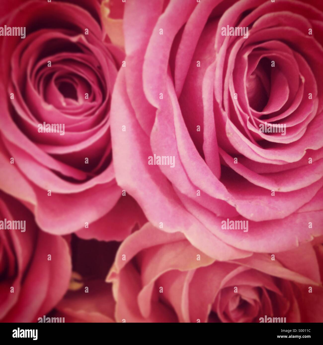 Pink roses close up Stock Photo Alamy