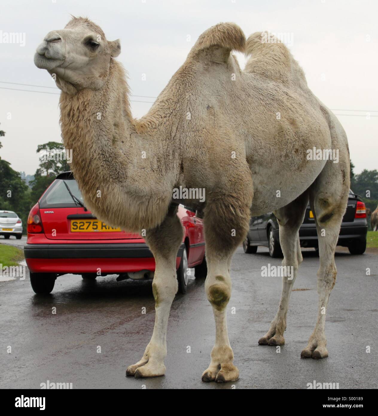 Camel crossing road Stock Photo Alamy