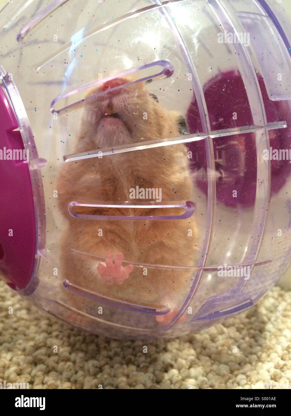 Hamster exerting in a ball Stock Photo