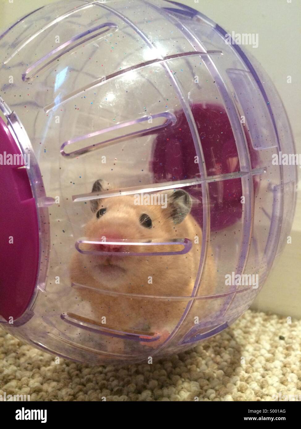 Hamster exercising in a ball Stock Photo - Alamy