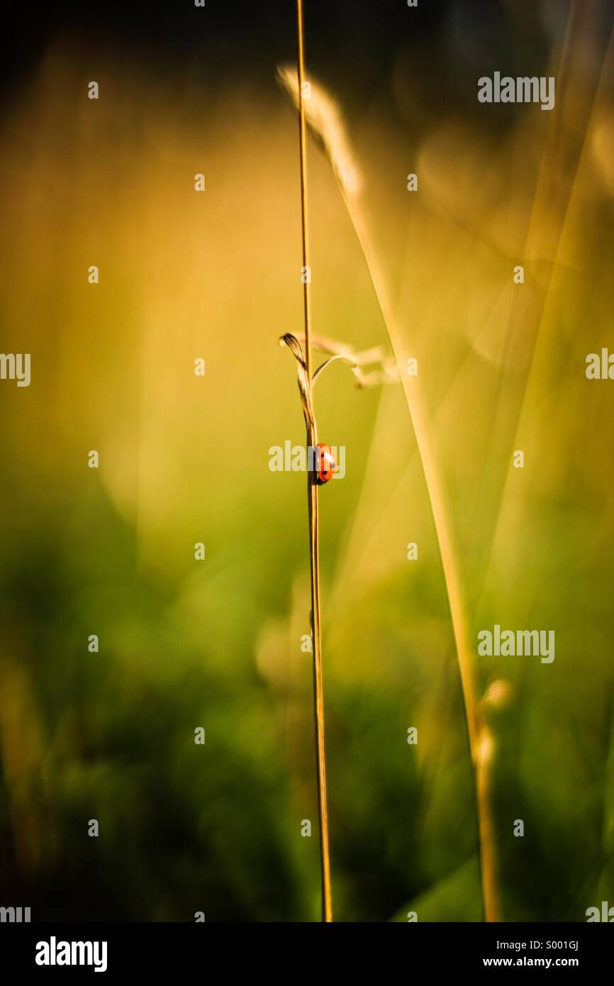 Lady bug in the grass Stock Photo
