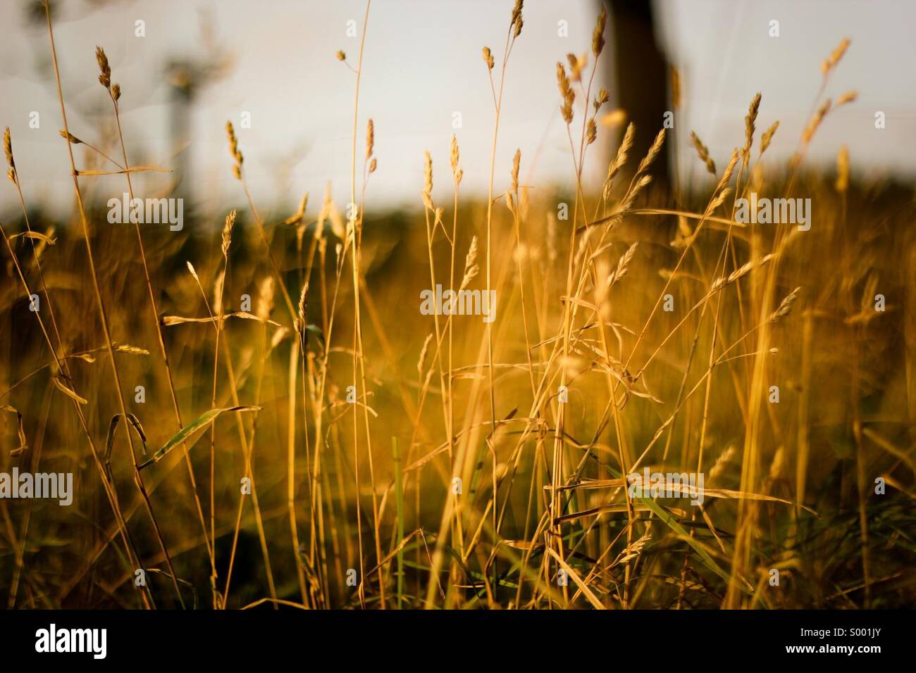 Sunset and the grass Stock Photo