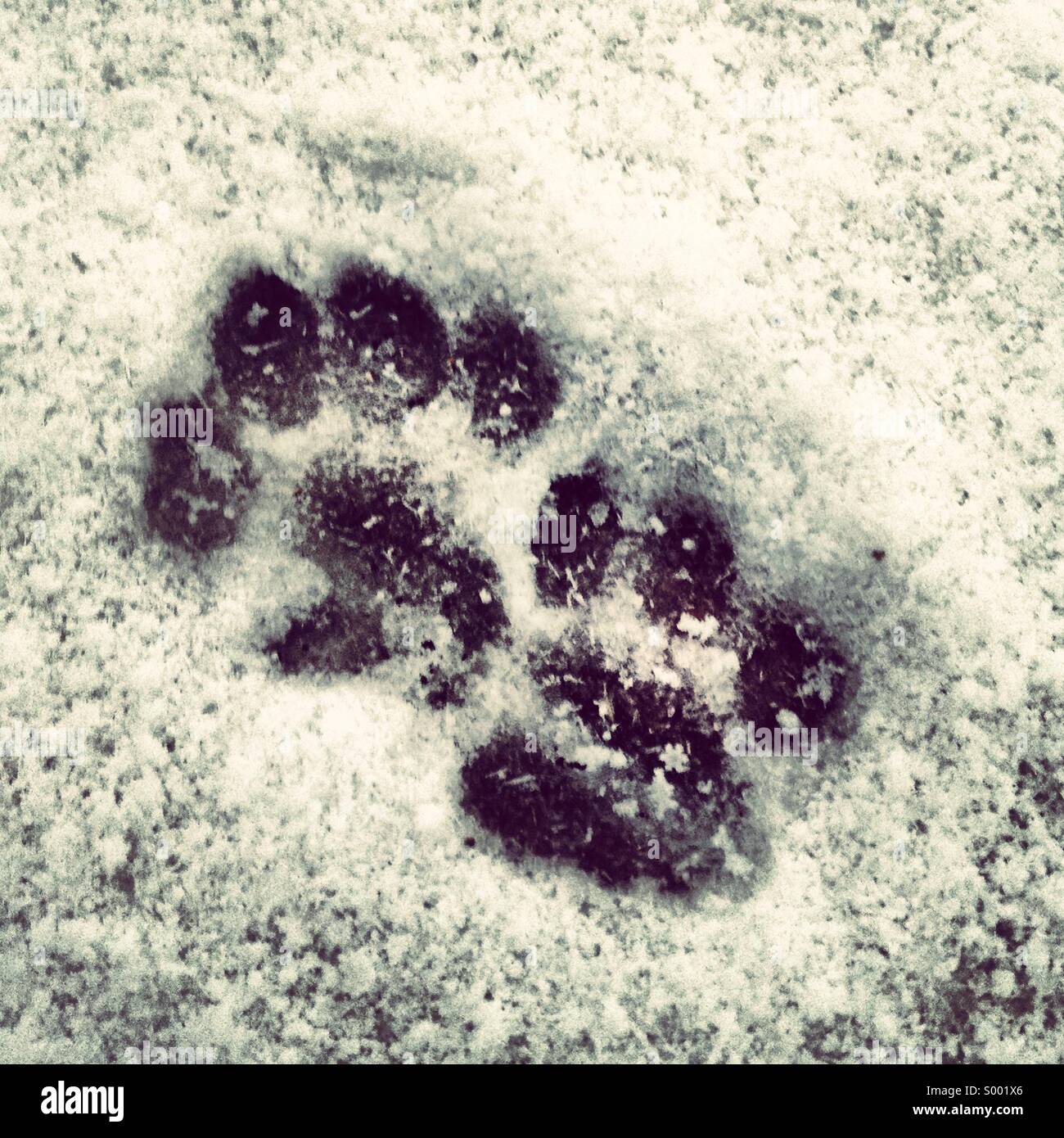 Cat paw prints snow hires stock photography and images Alamy