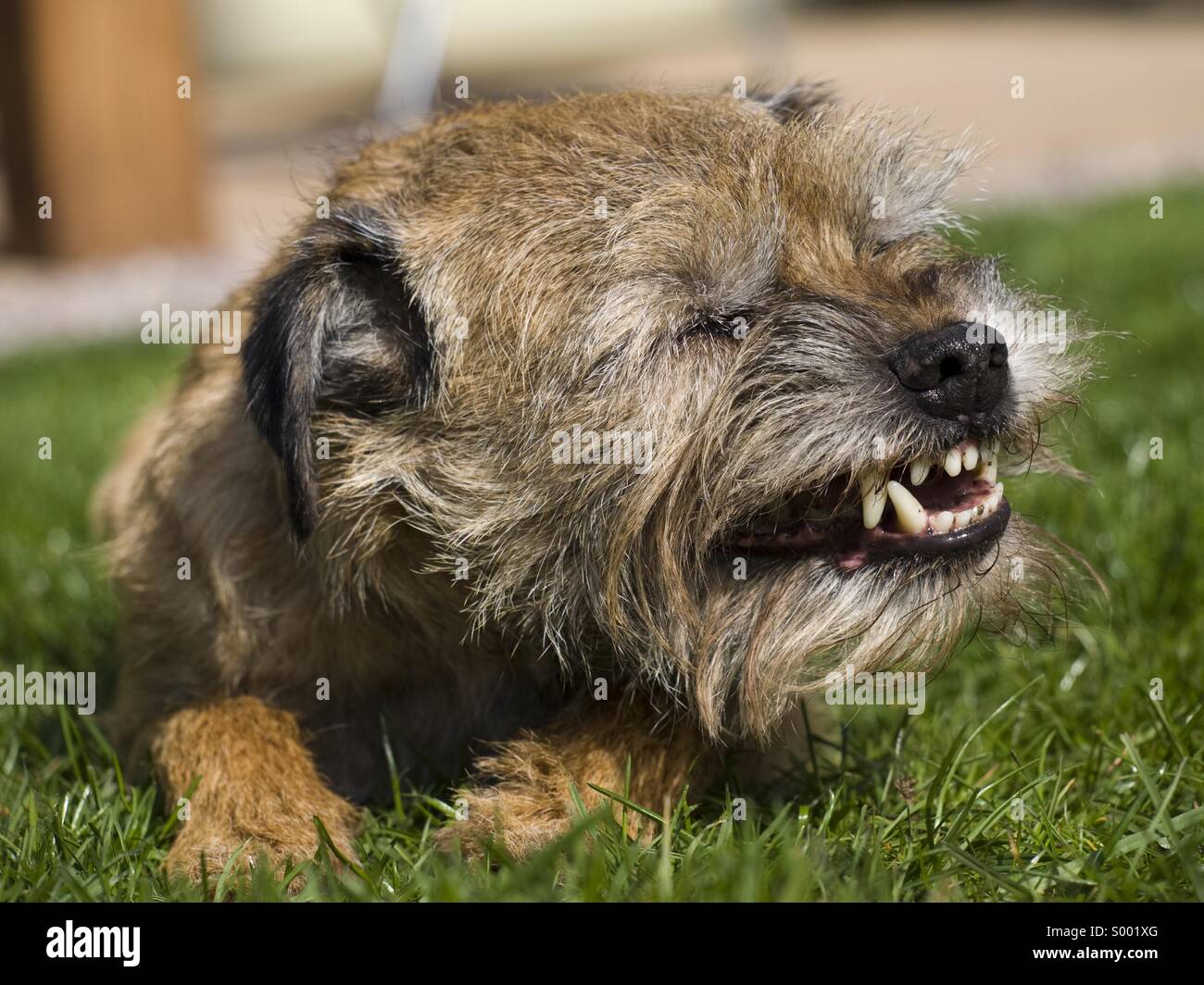 Dog sneeze Stock Photo