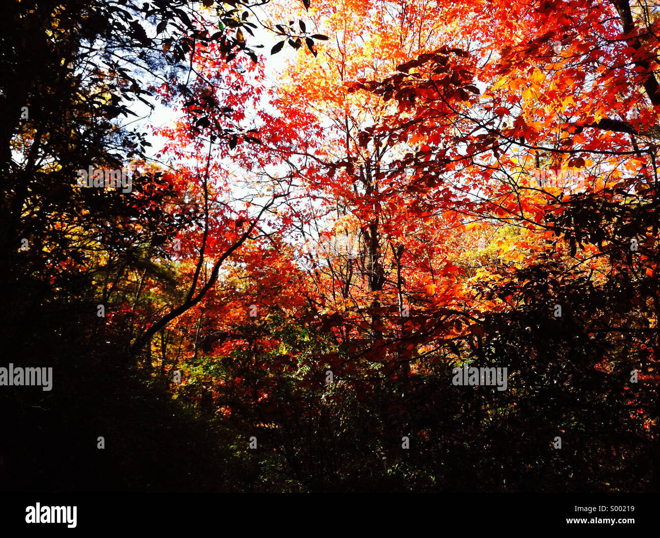 Color Autumn trees along a wooded trail in the North mountains