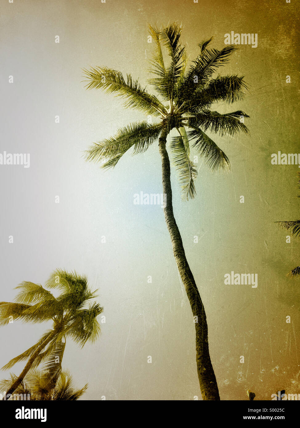 Palm trees Ecuador. Stock Photo