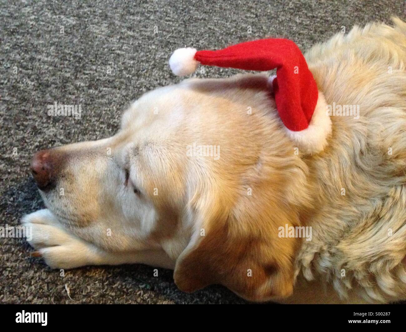 Dog with Xmas hat Stock Photo