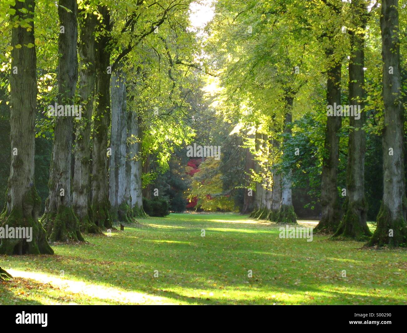 Lime tree avenue Stock Photo Alamy