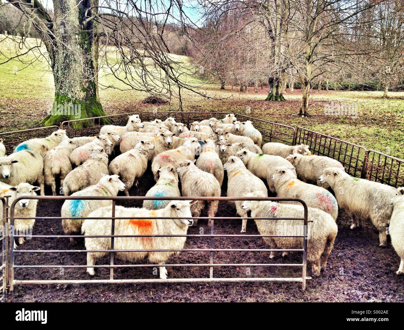 Sheep in a pen Stock Photo Alamy