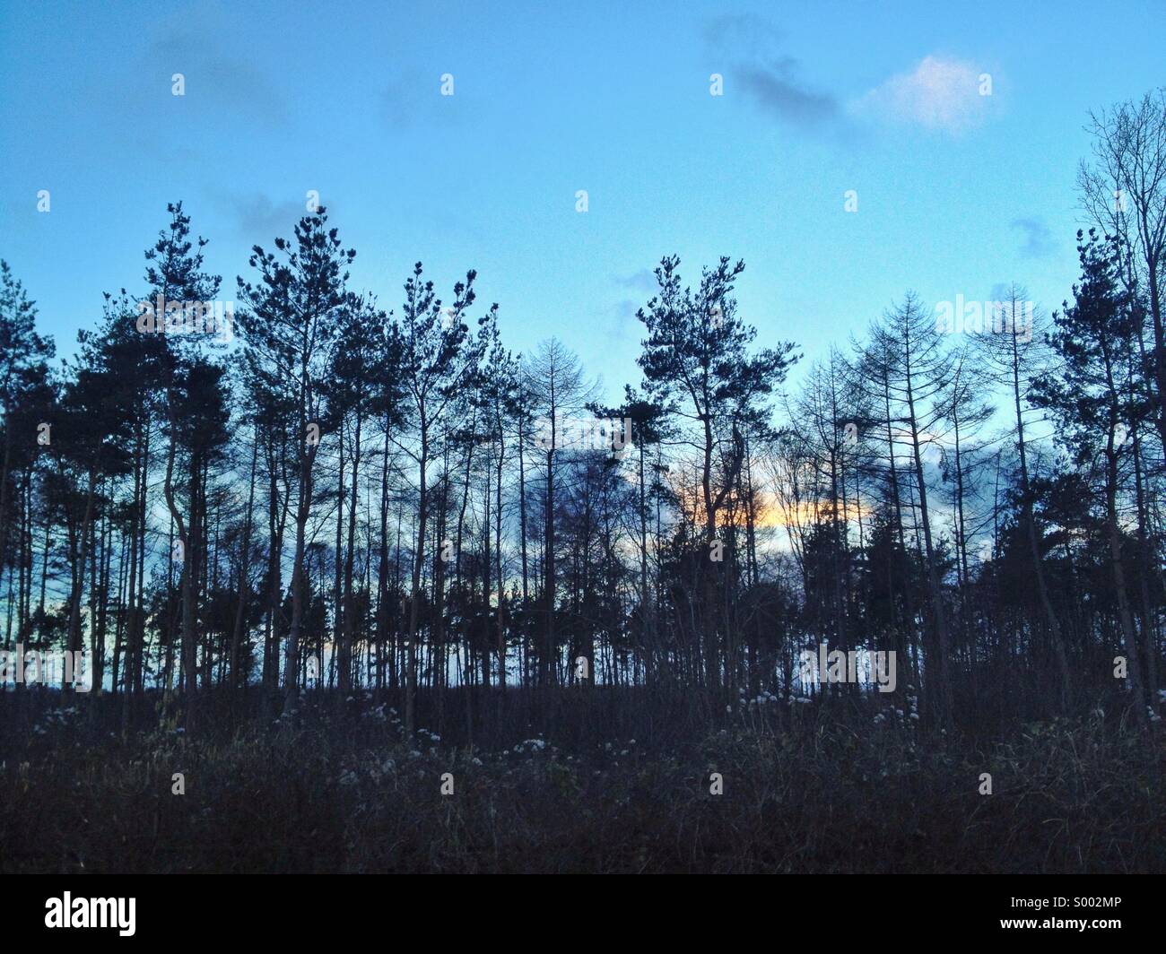 Pine trees at sunset Stock Photo