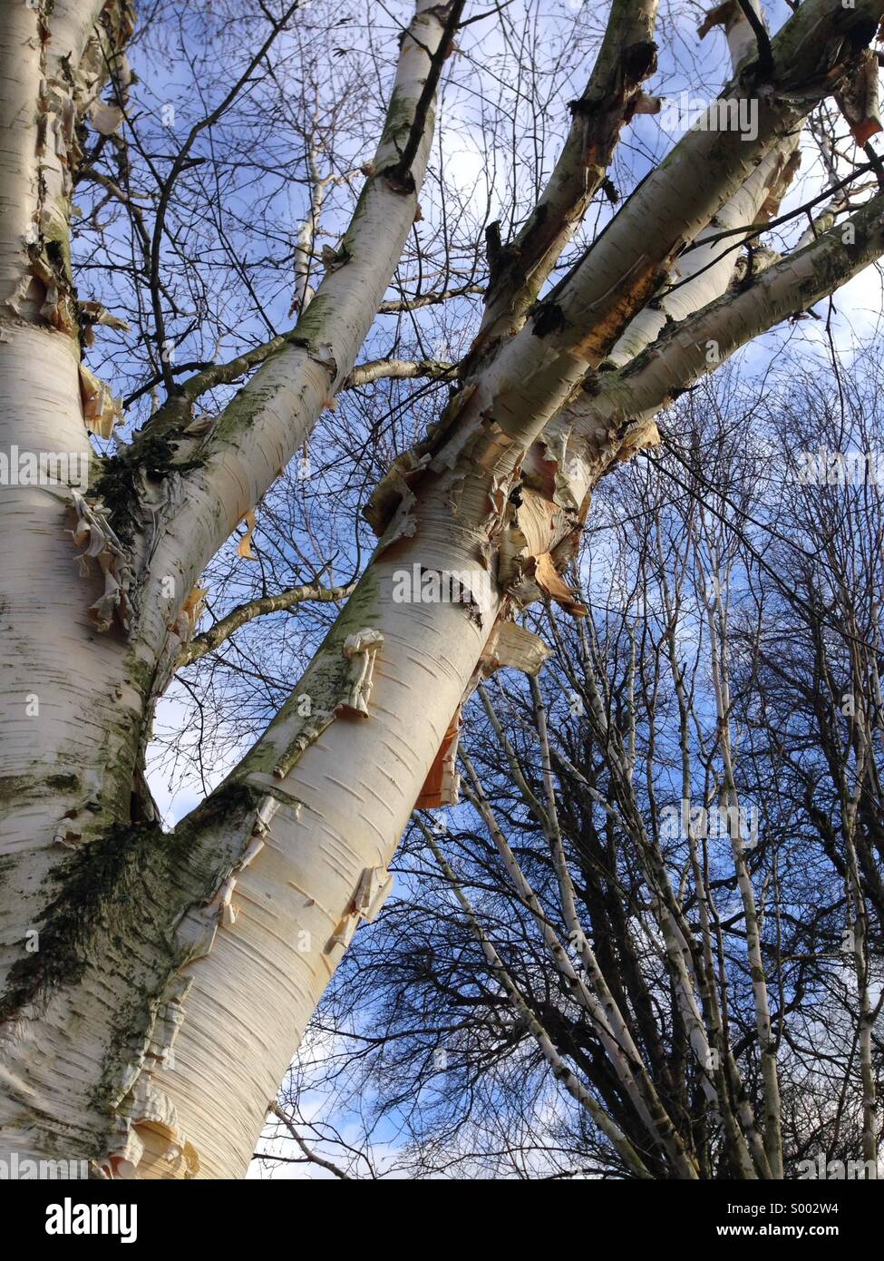 Peeling bark on a paper birch tree. - Smartphone Captured Stock Image