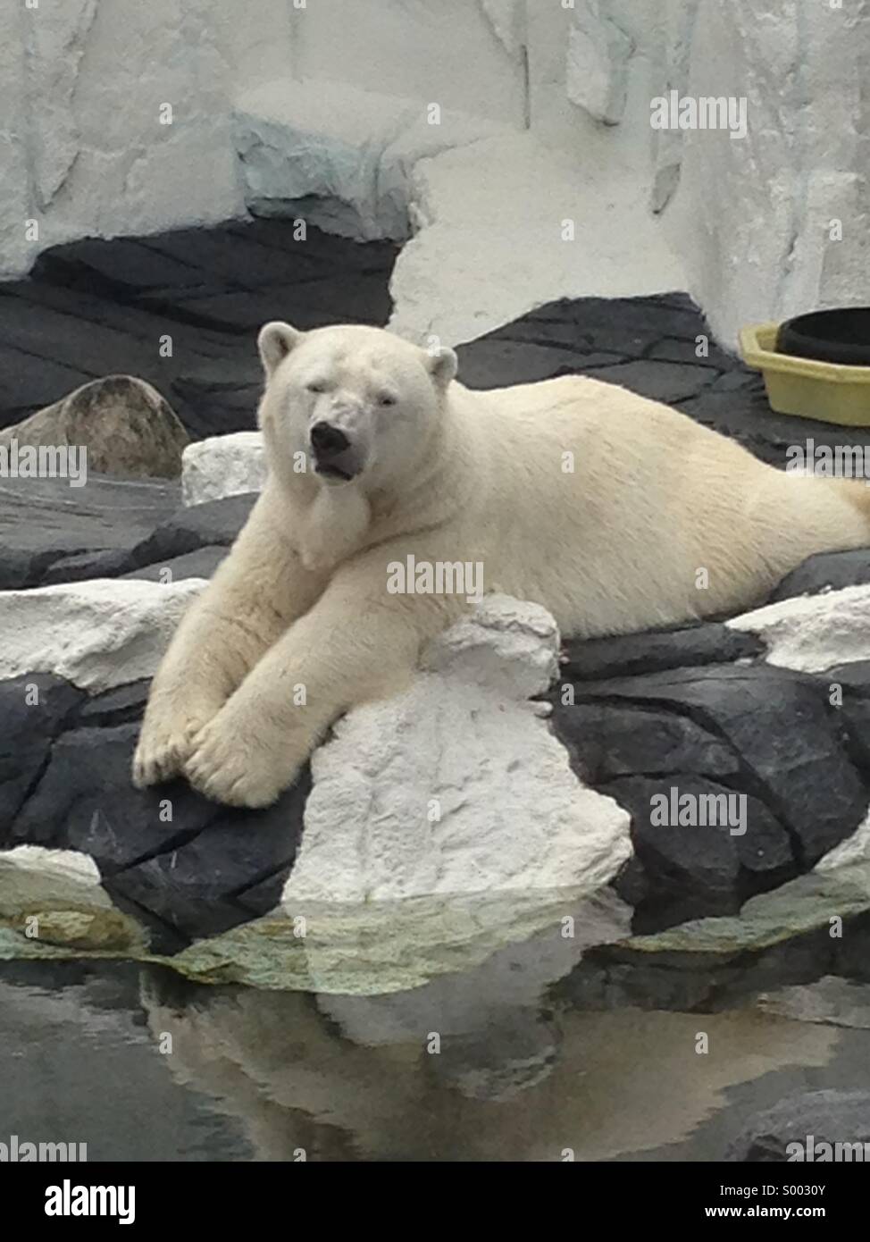 Polar bear - Smartphone Captured Stock Image