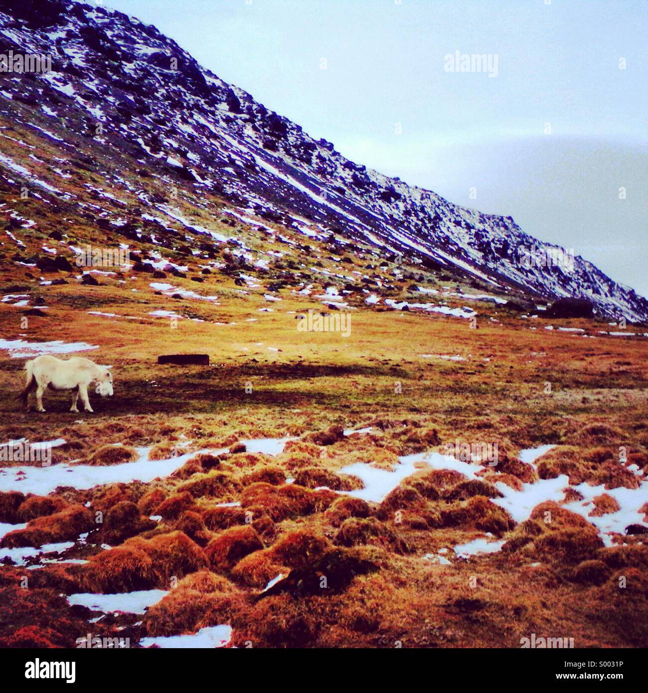 Icelandic horse feeding mountainside in Iceland. - Smartphone Captured Stock Image