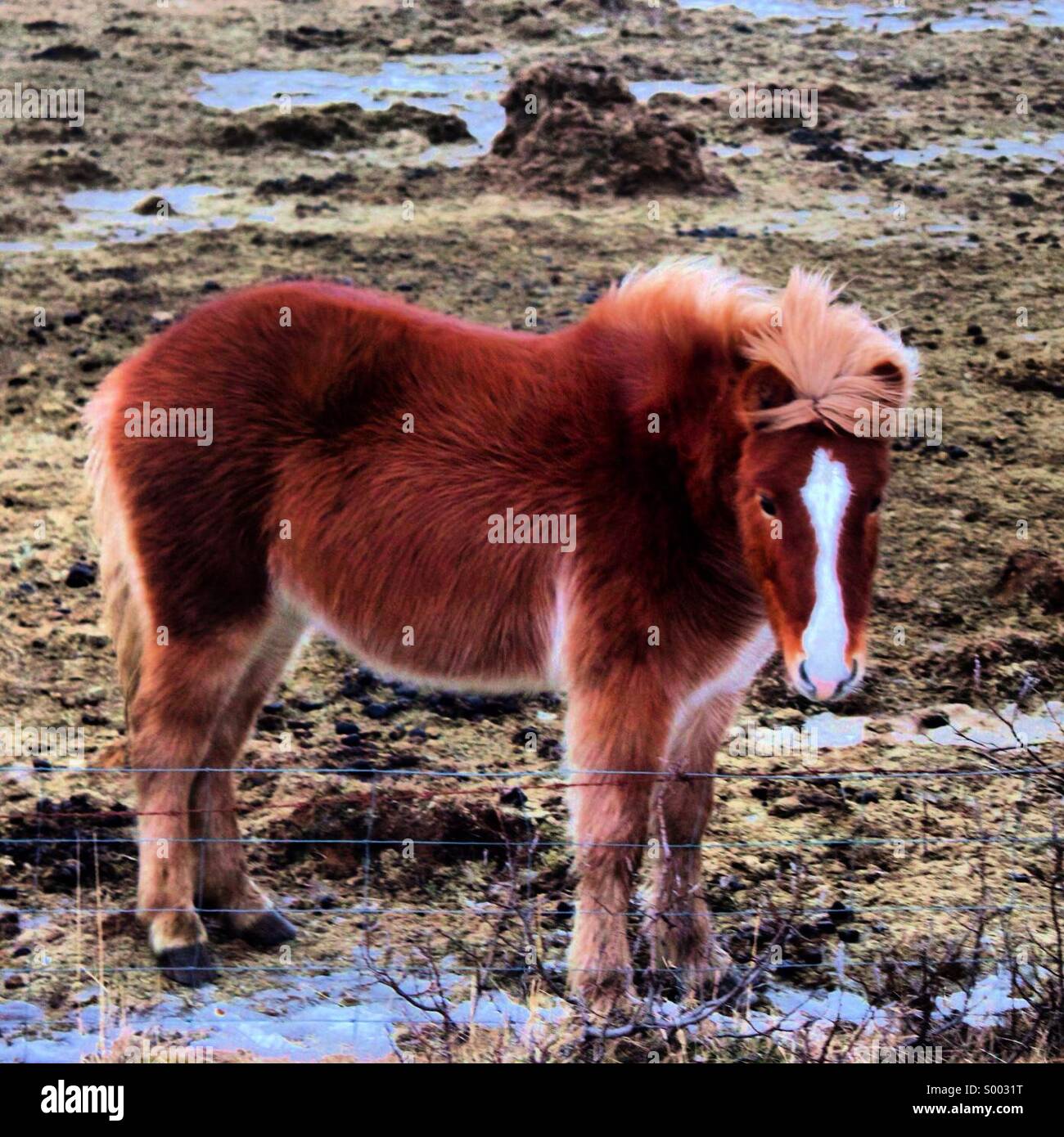 Icelandic horse. - Smartphone Captured Stock Image