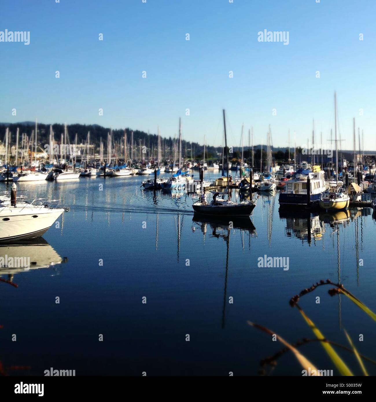 Marina at Bellingham, Washington, USA - Smartphone Captured Stock Image