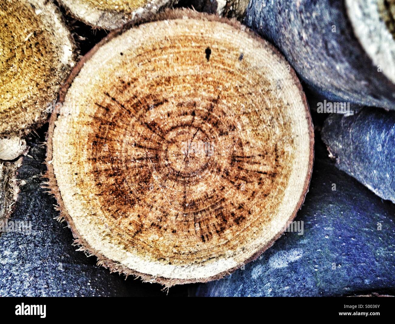 Natural Tree Texture High Resolution Stock Photography and Images - Alamy