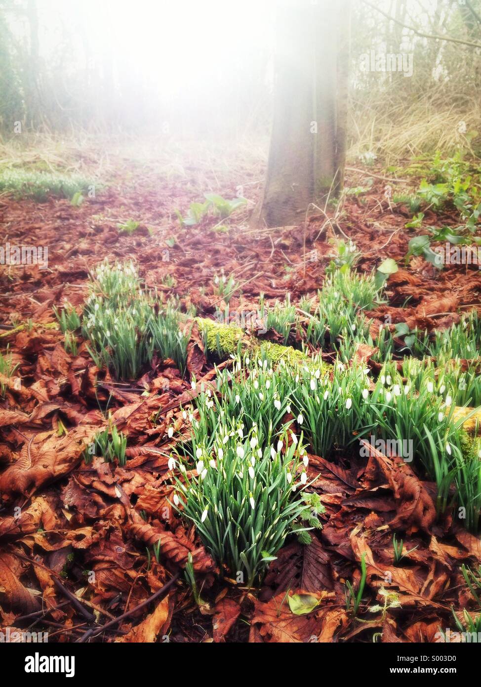 Snowdrops in woods Stock Photo