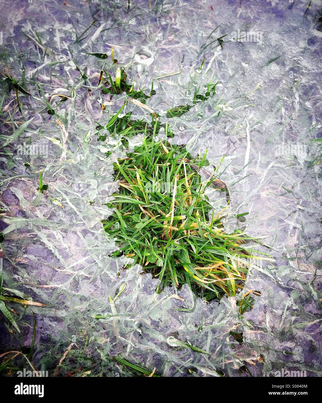 Ice surrounding tuft of grass Stock Photo