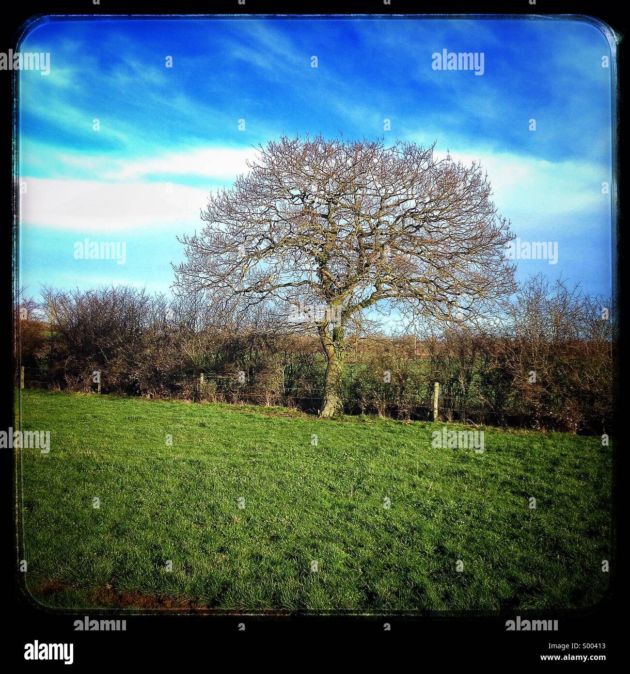Lone tree next to hedge Stock Photo - Alamy
