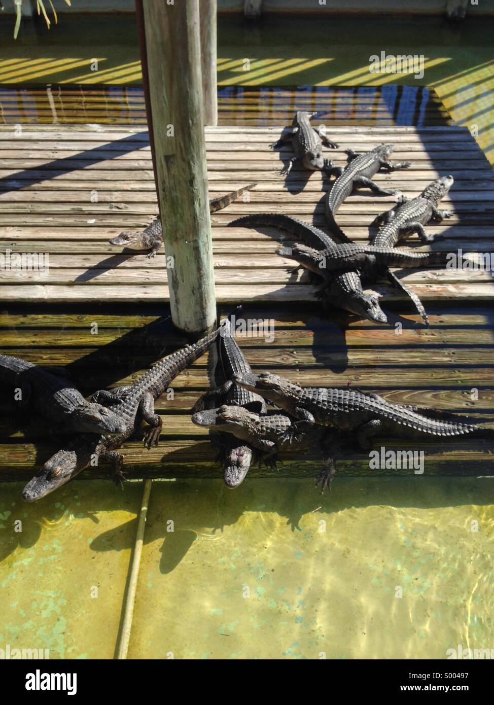 Young alligators Stock Photo