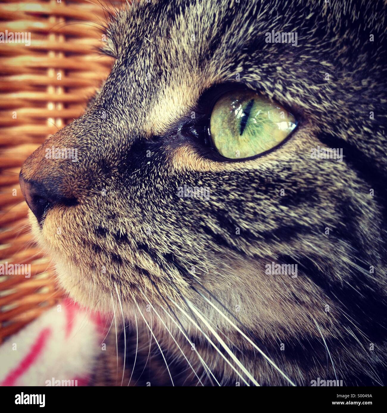 Close-up of a tabby cat profile Stock Photo