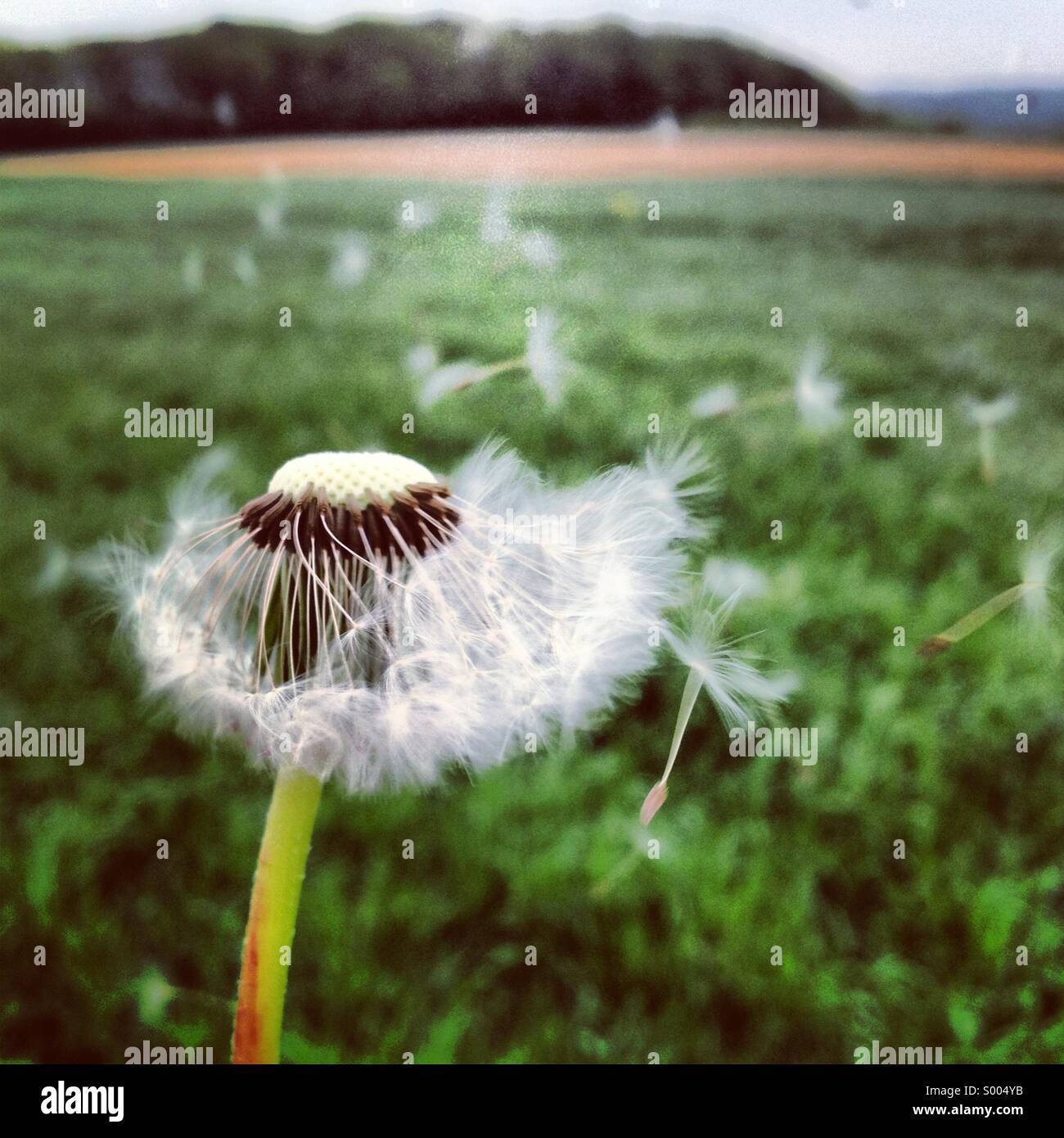 Dandelion in the wind Stock Photo