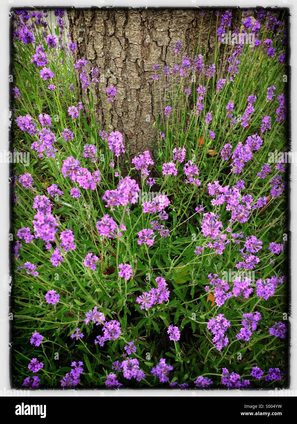 Lavendar Stock Photo