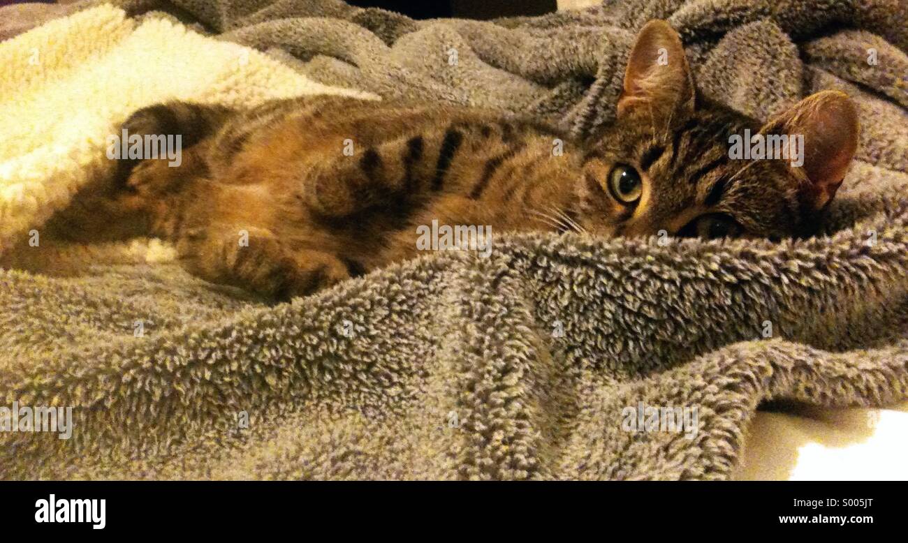 Cute tabby kitten snuggled on a luxury fur throw in soft natural light, cosy home lifestyle scene: Phillip Roberts - Smartphone Captured Stock Image