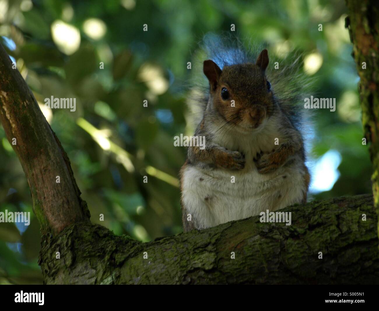 A curious squirrel Stock Photo