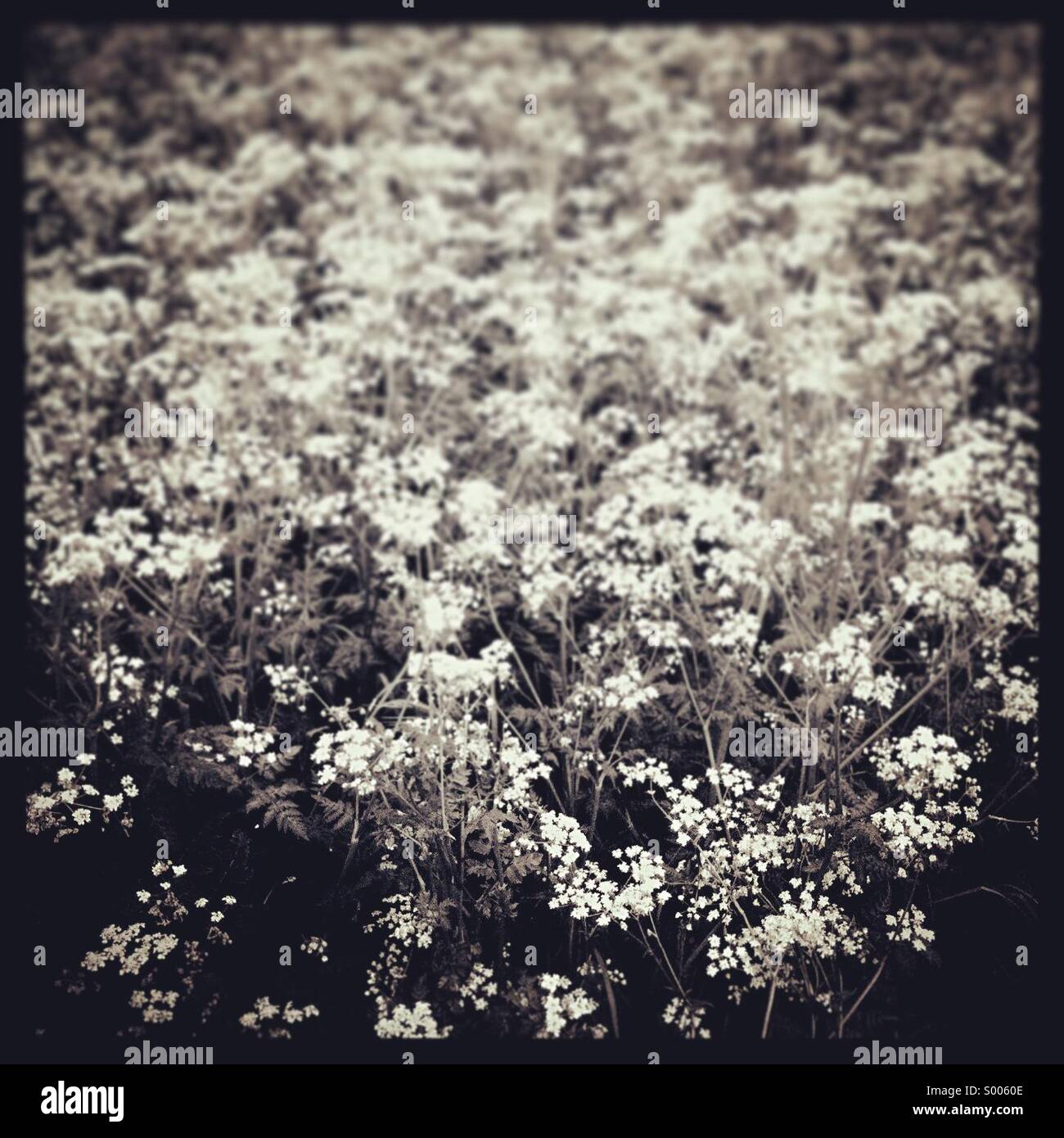 Black and white meadow Stock Photo - Alamy