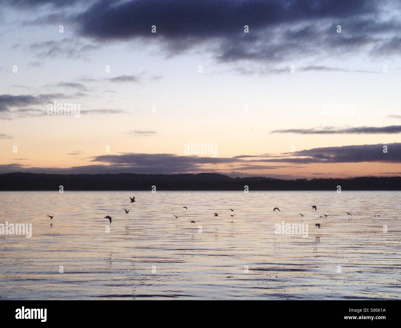 Birds flying over Rover Forth at sunset Stock Photo