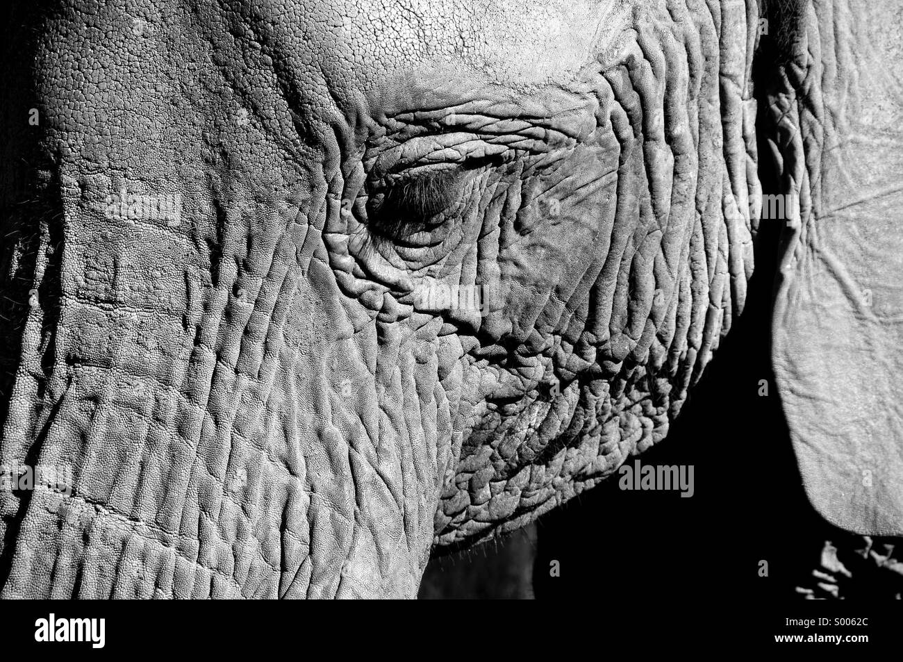 Elephant, eye, wrinkles, ear, majestic, peaceful, gentle, close up, eyelashes, trunk, animal, threatened, large, Stock Photo