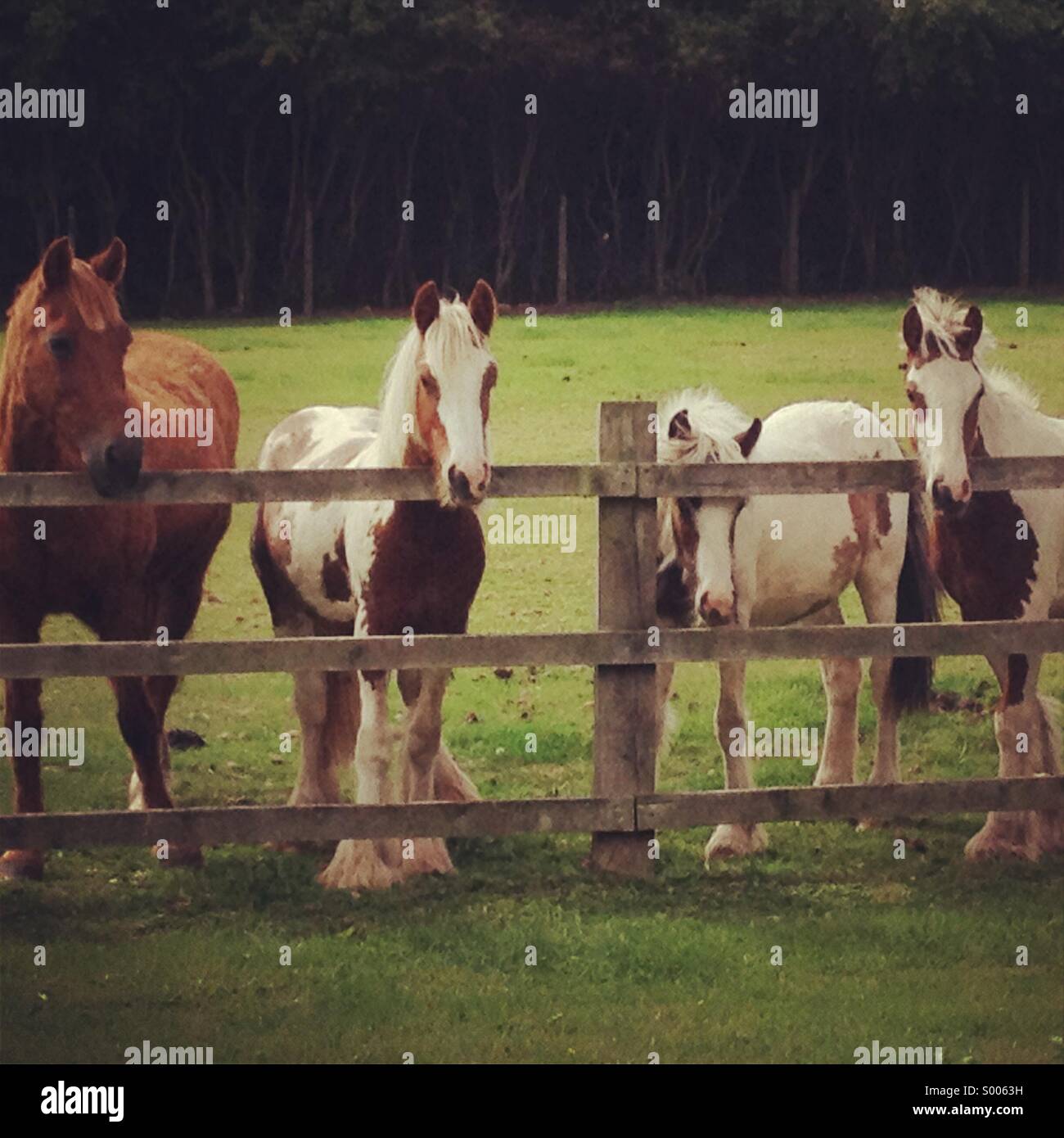 Horses leaning over a fence Stock Photo Alamy