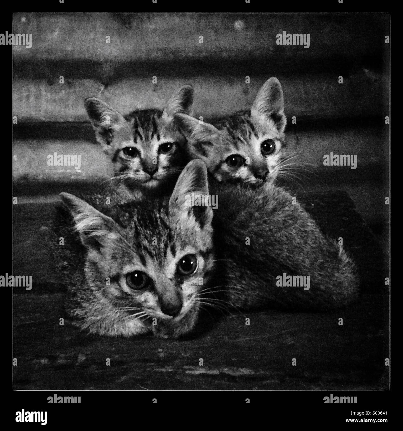 Three cats Stock Photo