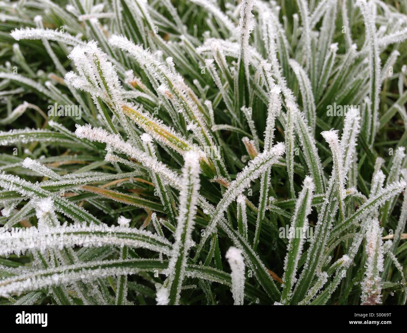 Frost on grass in the English Countryside . Stock Photo