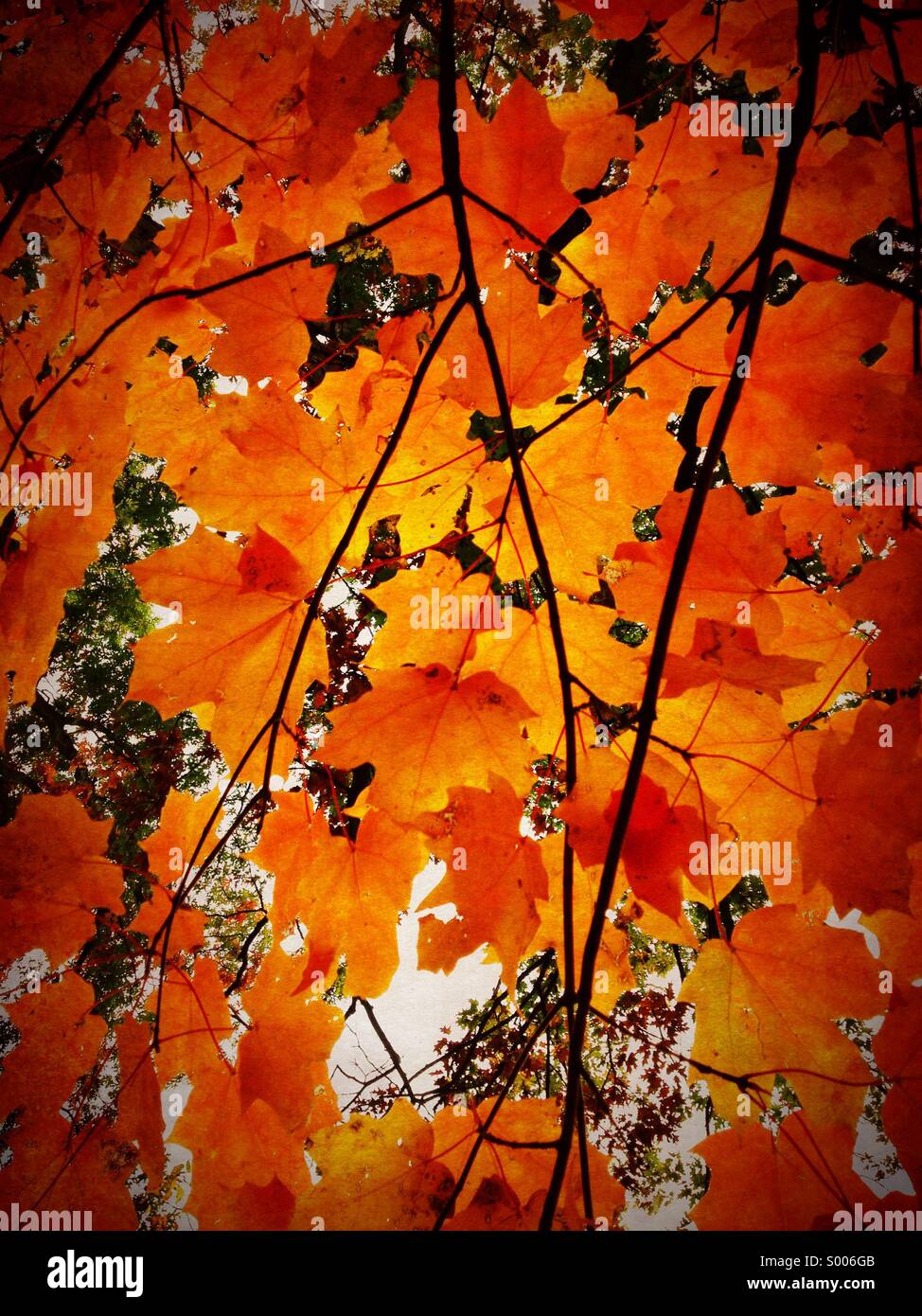 Maple leaves in autumn. Oak Park Illinois. Stock Photo