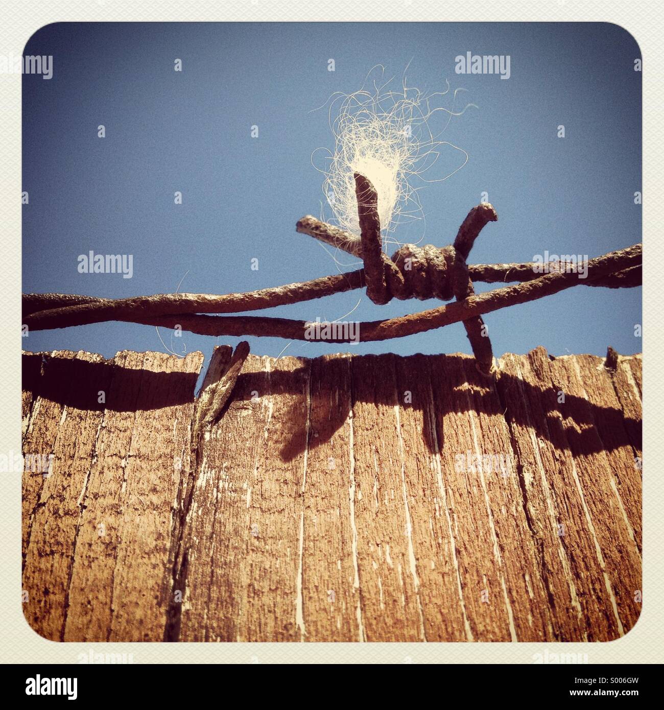 Barbed Wire Thread Barbe wire fence hi-res stock photography and images - Alamy