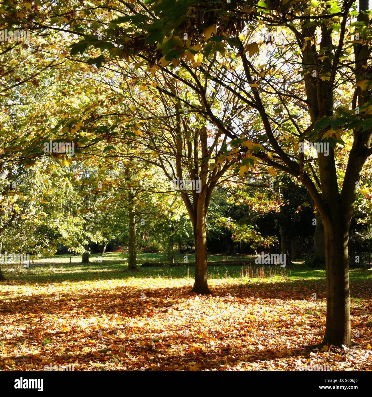 Autumn scene in the park - Smartphone Captured Stock Image