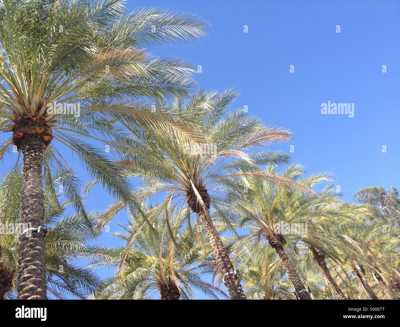 Arizona Palm Trees Stock Photo Alamy