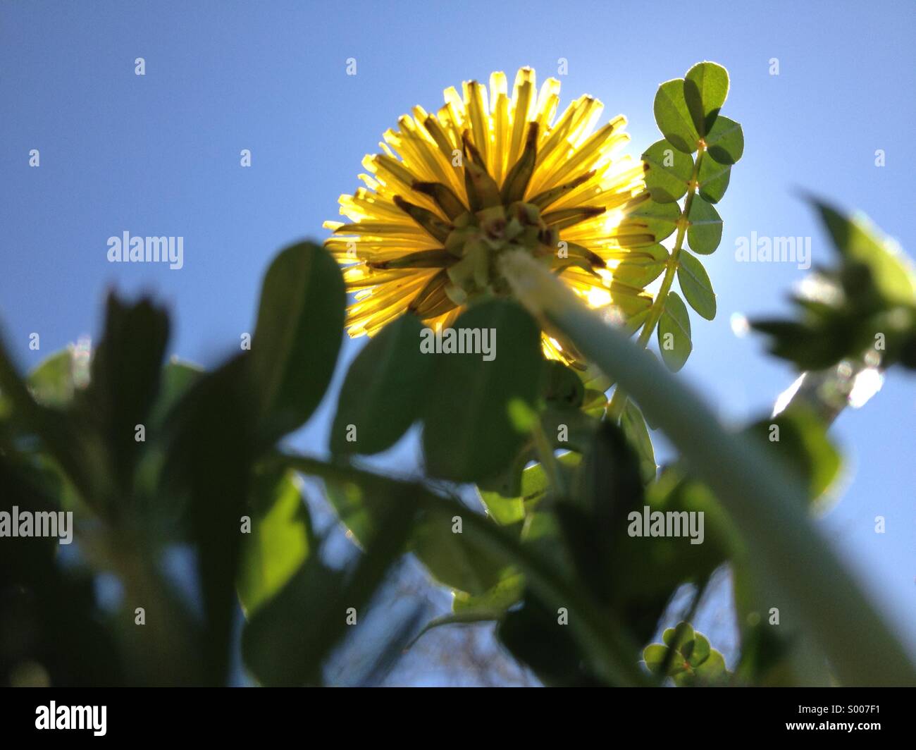 Ant's eye view of a dandelion and blue sky Stock Photo