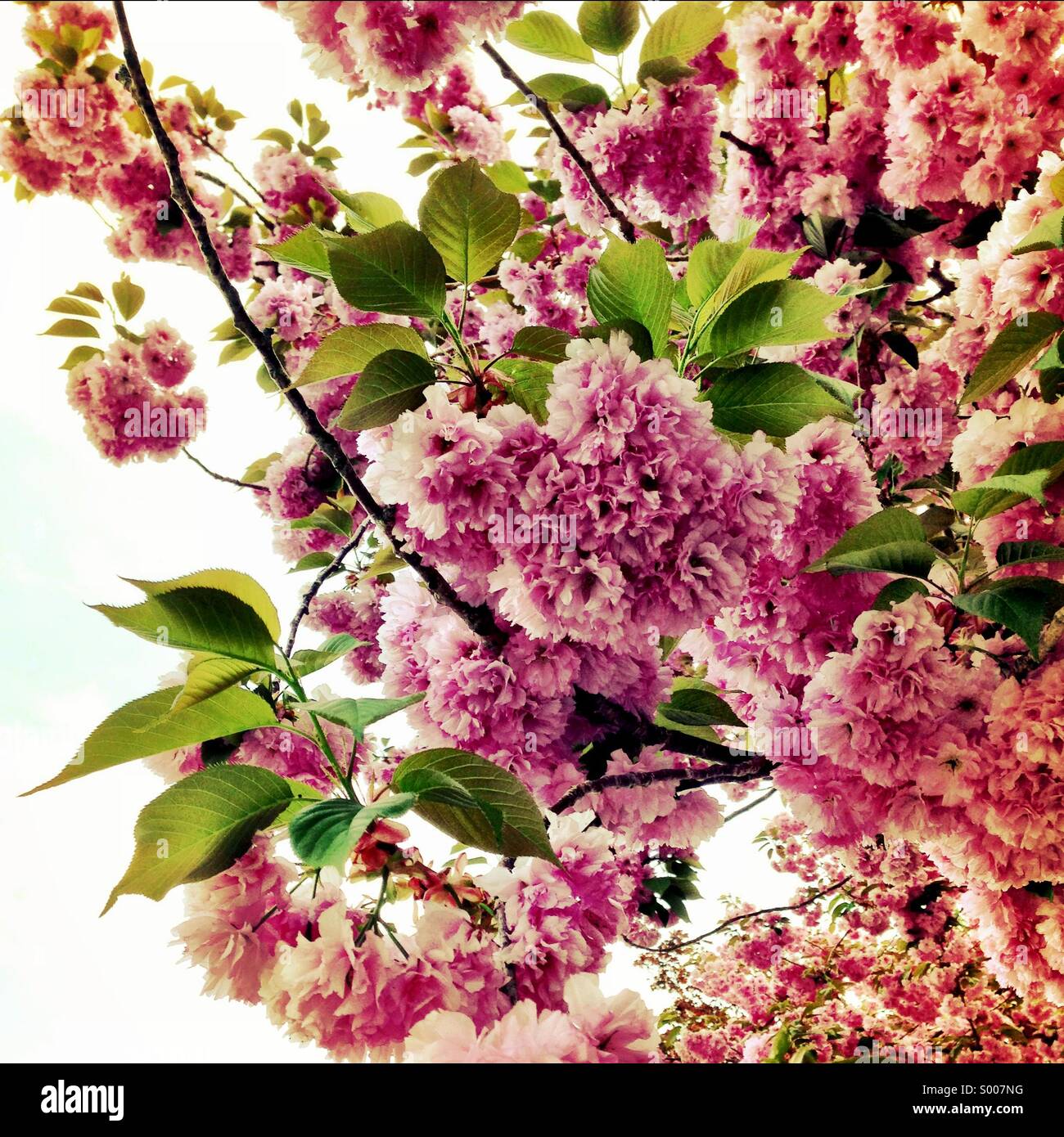 Flowering tree - Smartphone Captured Stock Image