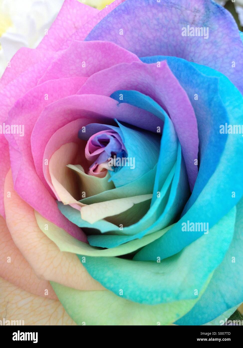 Beautiful Multi Colour Rose Stock Photo - Alamy