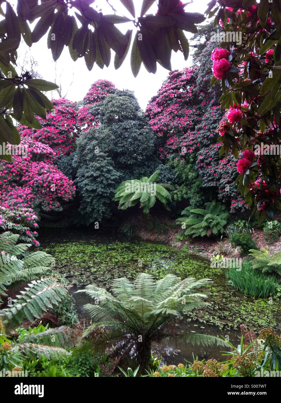 Rhododendrons and Dickensonia Antartica tree ferns at Heligan Gardens Cornwall Stock Photo