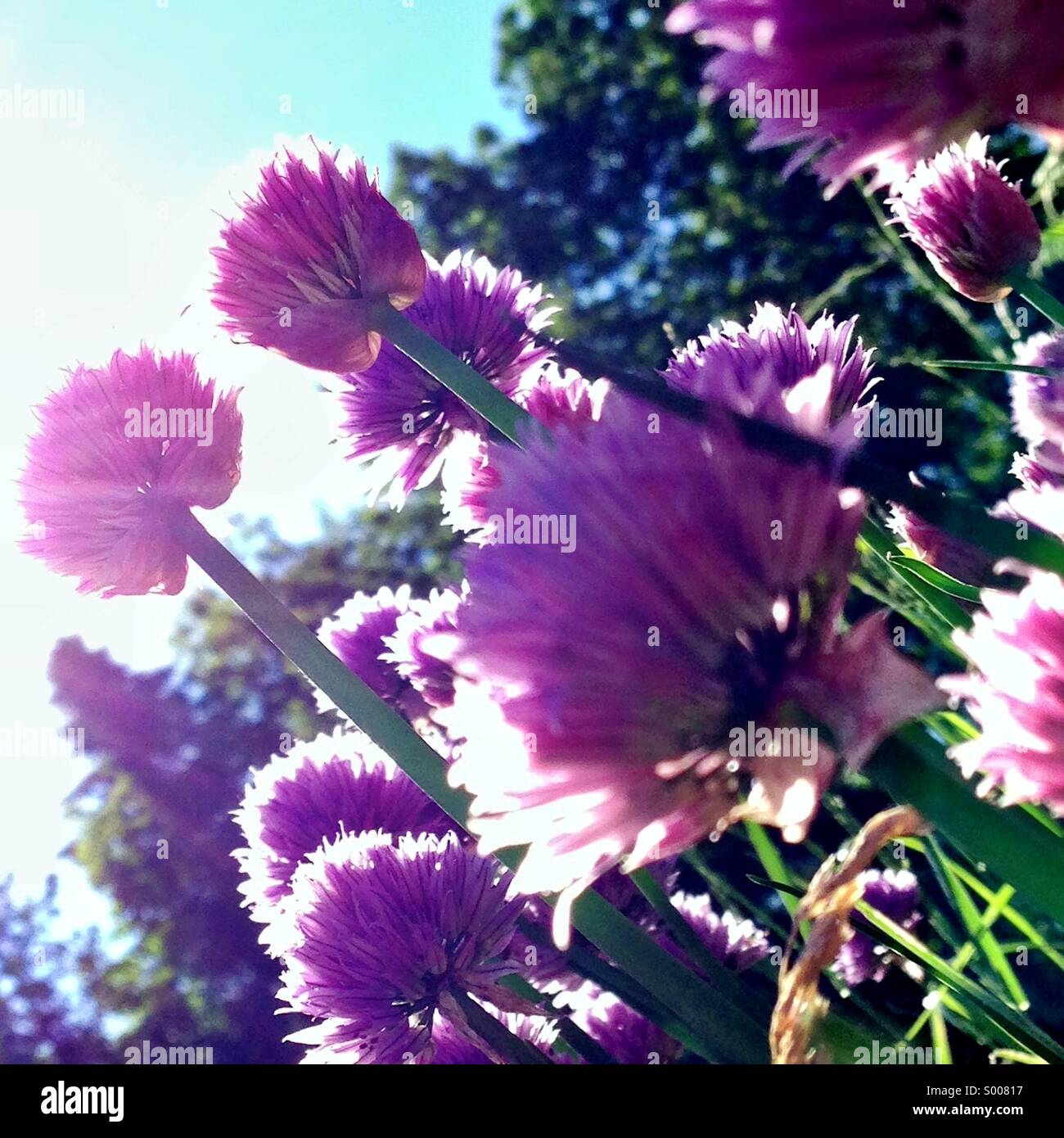 Flowering chives in sunshine - Smartphone Captured Stock Image