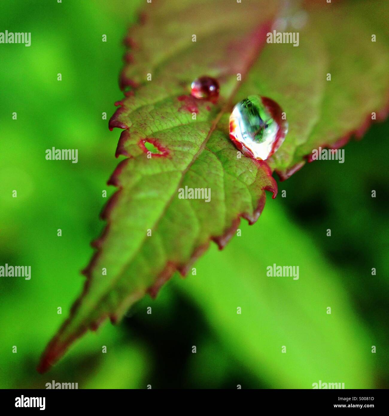 Raindrop on leaf macro Stock Photo Alamy