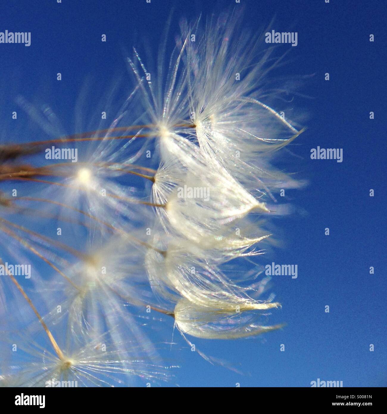 Dandelion fluff stockimo hi-res stock photography and images - Alamy